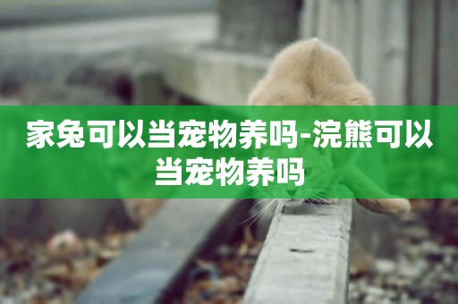 家兔可以當寵物養嗎-浣熊可以當寵物養嗎
