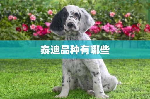 泰迪品種有哪些