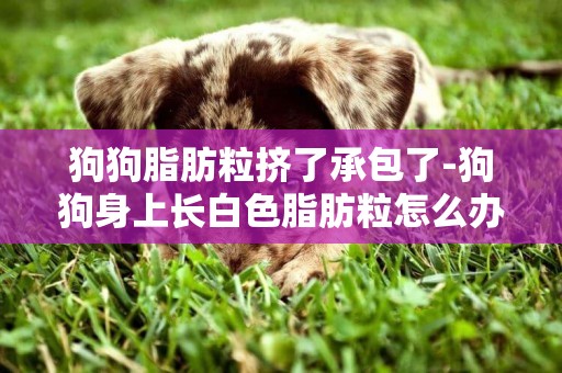 狗狗脂肪粒擠了承包了-狗狗身上長白色脂肪粒怎么辦