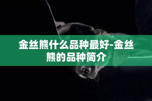 金絲熊什么品種最好-金絲熊的品種簡介