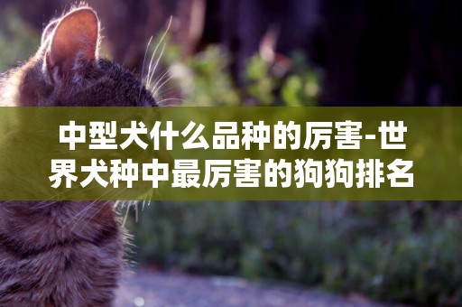 中型犬什么品種的厲害-世界犬種中最厲害的狗狗排名