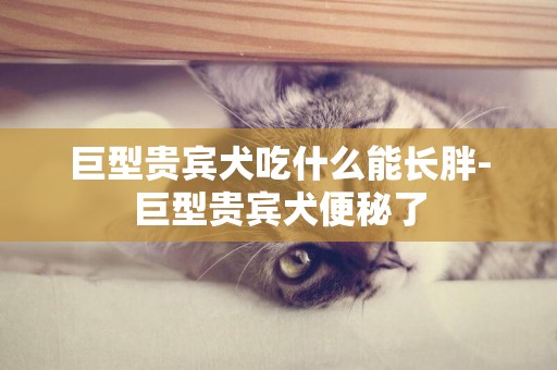 巨型貴賓犬吃什么能長胖-巨型貴賓犬便秘了