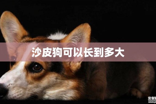 沙皮狗可以長到多大
