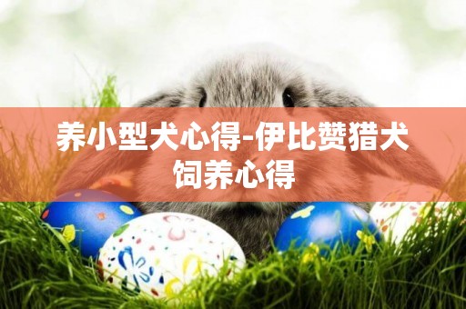 養小型犬心得-伊比贊獵犬飼養心得