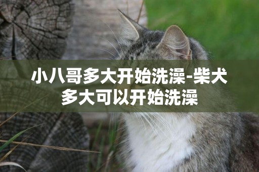小八哥多大開始洗澡-柴犬多大可以開始洗澡