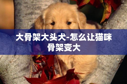 大骨架大頭犬-怎么讓貓咪骨架變大