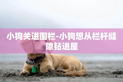 小狗關進圍欄-小狗想從欄桿縫隙鉆進屋