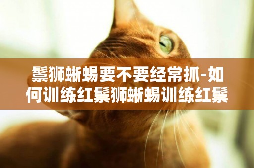 鬃獅蜥蜴要不要經常抓-如何訓練紅鬃獅蜥蜴訓練紅鬃獅蜥蜴需要注意什么