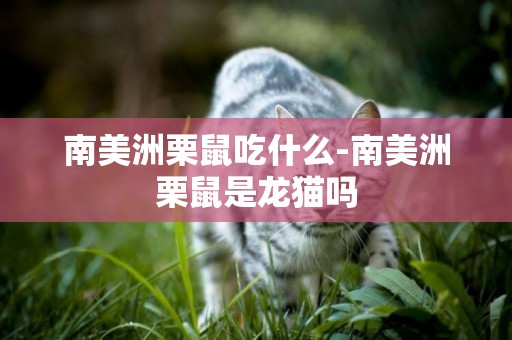 南美洲栗鼠吃什么-南美洲栗鼠是龍貓嗎