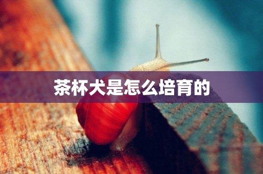 茶杯犬是怎么培育的