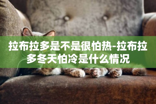 拉布拉多是不是很怕熱-拉布拉多冬天怕冷是什么情況