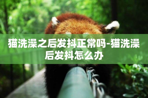 貓洗澡之后發抖正常嗎-貓洗澡后發抖怎么辦
