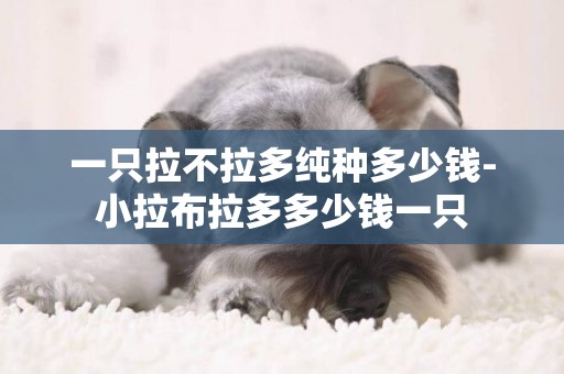 一只拉不拉多純種多少錢-小拉布拉多多少錢一只