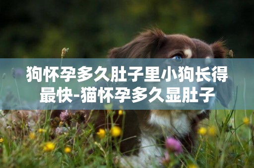 狗懷孕多久肚子里小狗長得最快-貓懷孕多久顯肚子