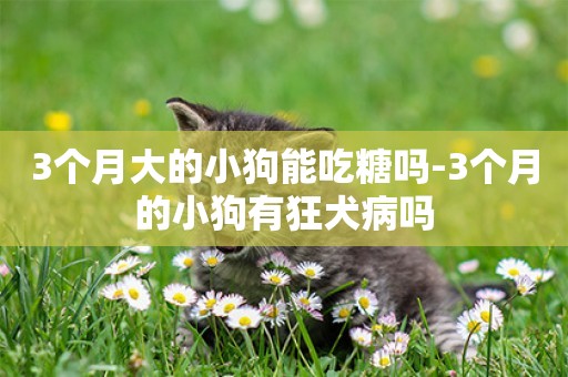 3個月大的小狗能吃糖嗎-3個月的小狗有狂犬病嗎