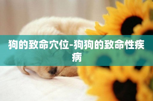 狗的致命穴位-狗狗的致命性疾病