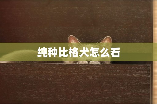 純種比格犬怎么看