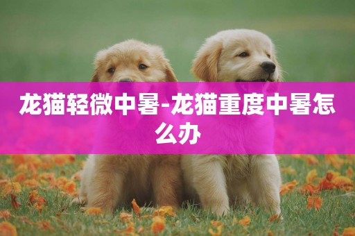 龍貓輕微中暑-龍貓重度中暑怎么辦