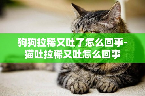狗狗拉稀又吐了怎么回事-貓吐拉稀又吐怎么回事
