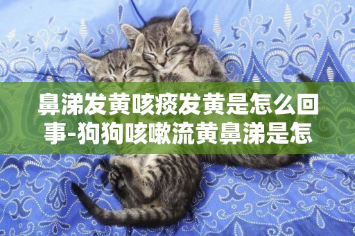 鼻涕發黃咳痰發黃是怎么回事-狗狗咳嗽流黃鼻涕是怎么回事