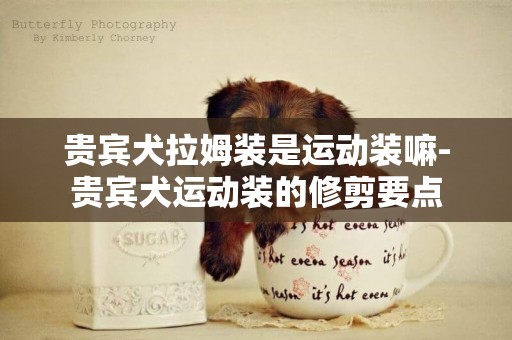 貴賓犬拉姆裝是運動裝嘛-貴賓犬運動裝的修剪要點