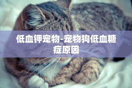 低血鉀寵物-寵物狗低血糖癥原因