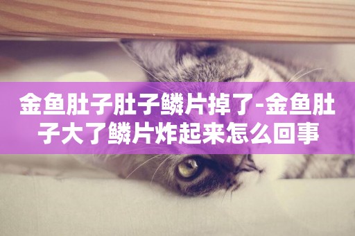 金魚肚子肚子鱗片掉了-金魚肚子大了鱗片炸起來怎么回事