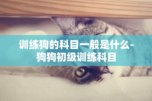 訓練狗的科目一般是什么-狗狗初級訓練科目