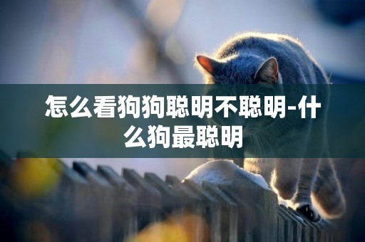 怎么看狗狗聰明不聰明-什么狗最聰明
