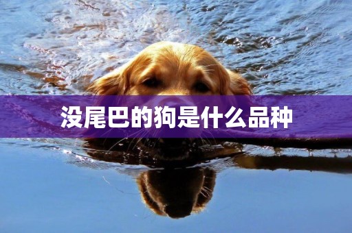 沒尾巴的狗是什么品種