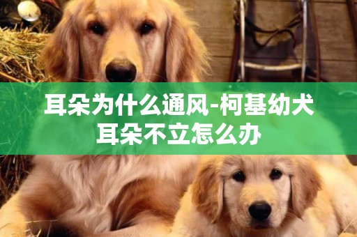耳朵為什么通風-柯基幼犬耳朵不立怎么辦
