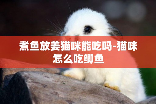 煮魚放姜貓咪能吃嗎-貓咪怎么吃鯽魚