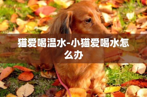 貓愛喝溫水-小貓愛喝水怎么辦