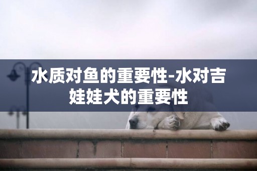 水質對魚的重要性-水對吉娃娃犬的重要性