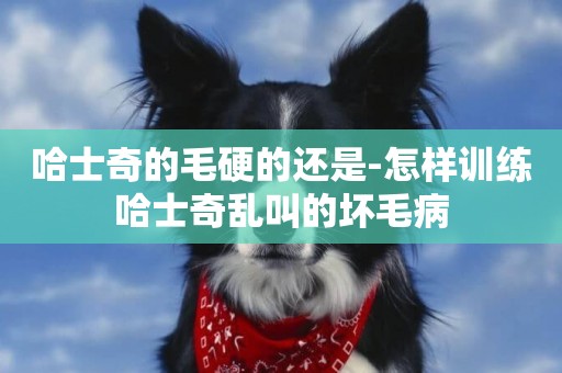 哈士奇的毛硬的還是-怎樣訓練哈士奇亂叫的壞毛病