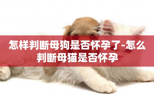 怎樣判斷母狗是否懷孕了-怎么判斷母貓是否懷孕