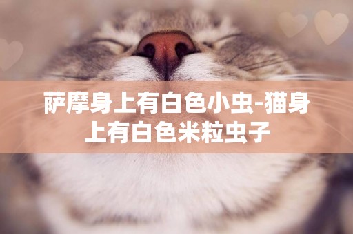 薩摩身上有白色小蟲-貓身上有白色米粒蟲子