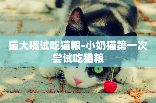 貓大嘴試吃貓糧-小奶貓第一次嘗試吃貓糧