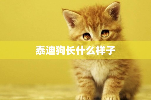 泰迪狗長什么樣子