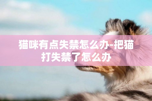 貓咪有點失禁怎么辦-把貓打失禁了怎么辦