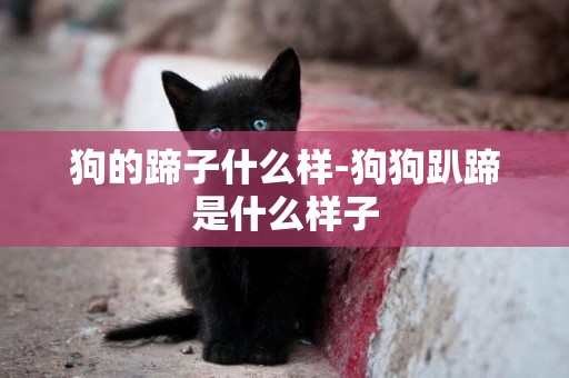 狗的蹄子什么樣-狗狗趴蹄是什么樣子