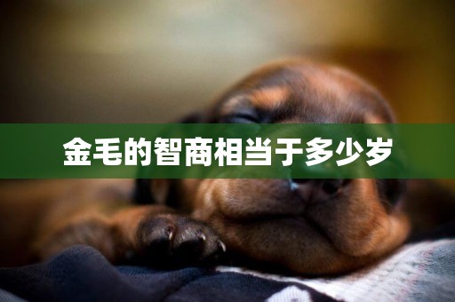 金毛的智商相當于多少歲