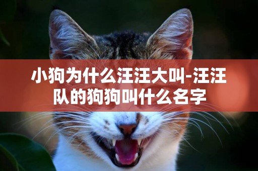 小狗為什么汪汪大叫-汪汪隊的狗狗叫什么名字