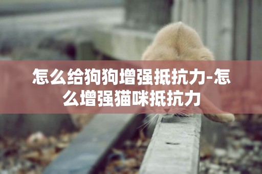 怎么給狗狗增強抵抗力-怎么增強貓咪抵抗力