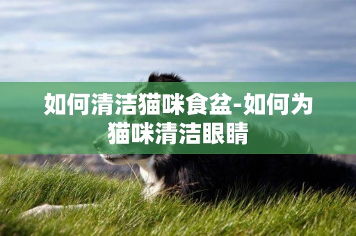 如何清潔貓咪食盆-如何為貓咪清潔眼睛