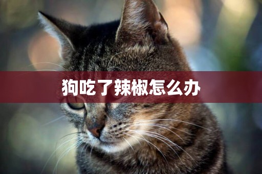 狗吃了辣椒怎么辦