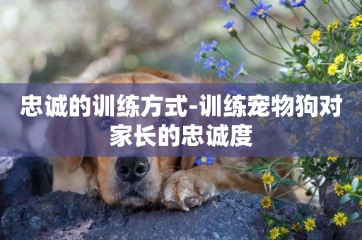 忠誠的訓練方式-訓練寵物狗對家長的忠誠度