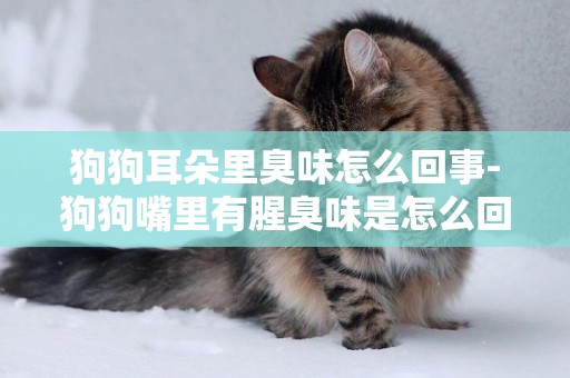 狗狗耳朵里臭味怎么回事-狗狗嘴里有腥臭味是怎么回事