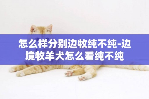 怎么樣分別邊牧純不純-邊境牧羊犬怎么看純不純