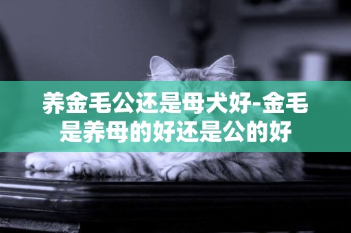 養金毛公還是母犬好-金毛是養母的好還是公的好